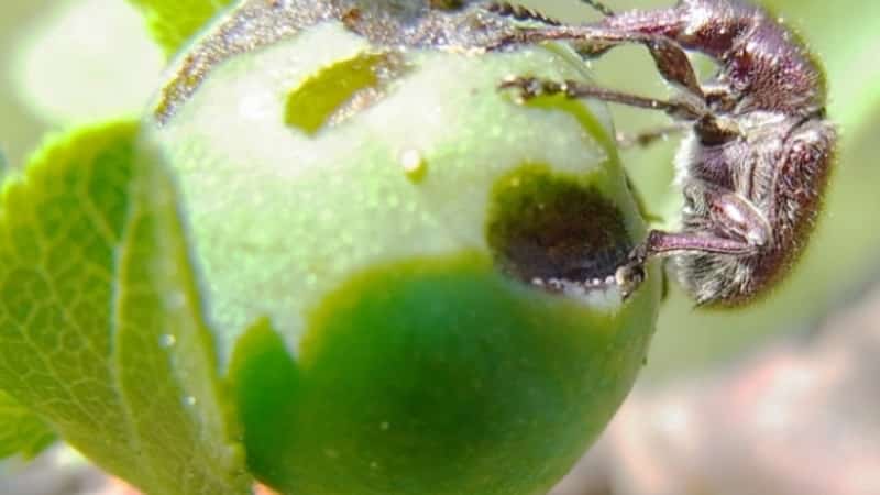The leaves of the apple tree turn yellow in June: what to do and why this happens - a guide for gardeners