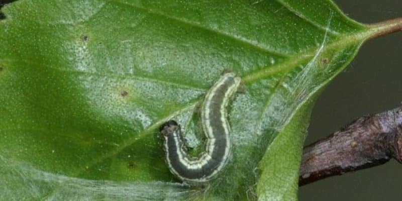The leaves of the apple tree turn yellow in June: what to do and why this happens - a guide for gardeners