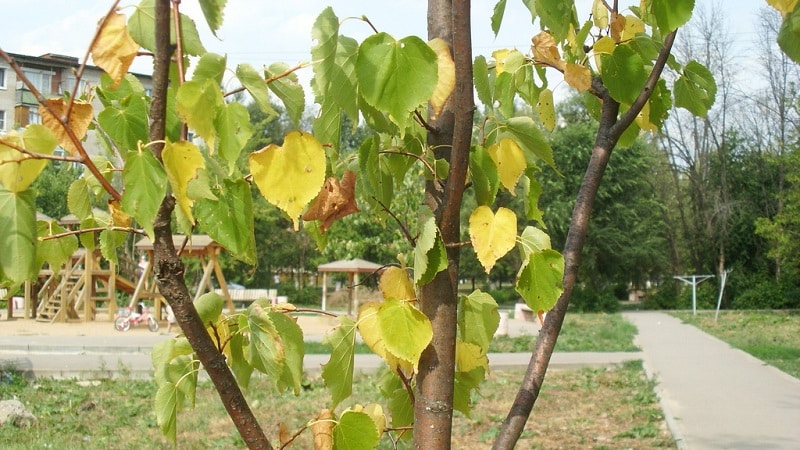 The leaves of the apple tree turn yellow in June: what to do and why this happens - a guide for gardeners