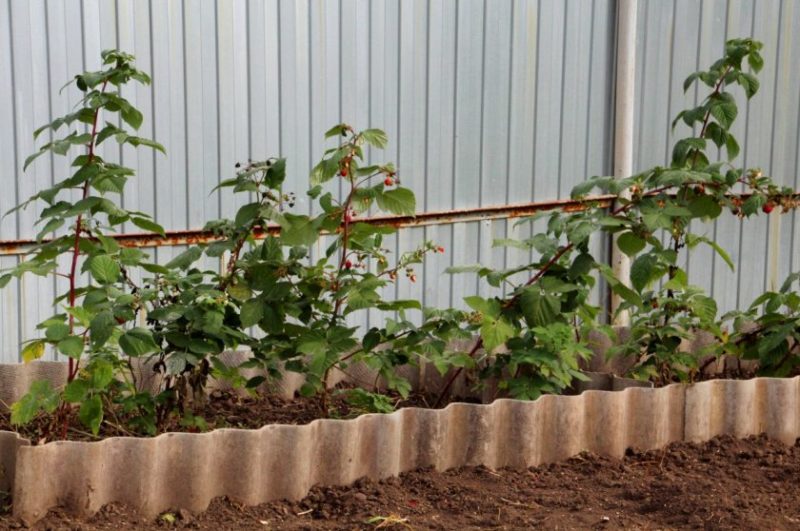 Instructions for propagating raspberries in summer by cuttings for beginner gardeners