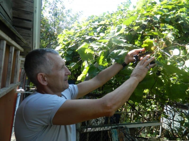 What care for grapes is required in June and how to carry it out correctly