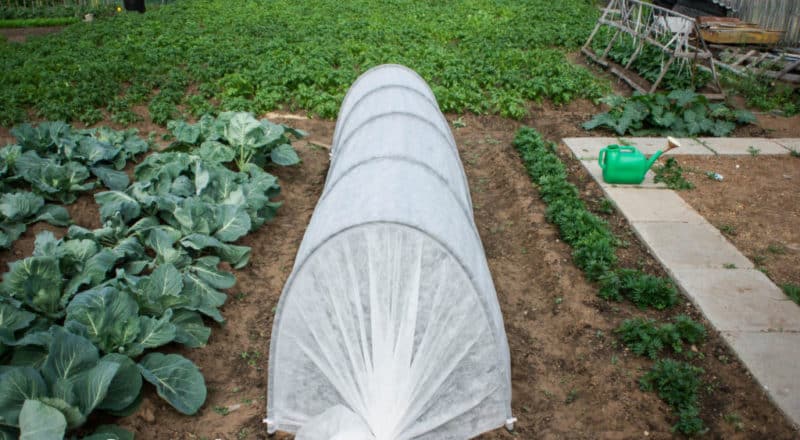 What to do if onions rot in the garden and why this happens