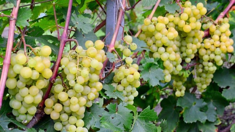 Is it possible to speed up the ripening of grapes in August and how to do it