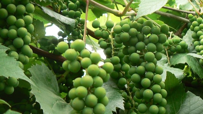 Is it possible to speed up the ripening of grapes in August and how to do it
