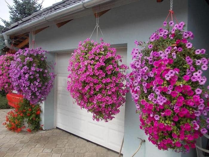 Growing and care of ampelous petunia: pinching for gorgeous lush flowering