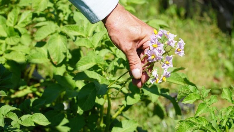 Life hacks from experienced farmers: why pick flowers from potatoes and what does it give?