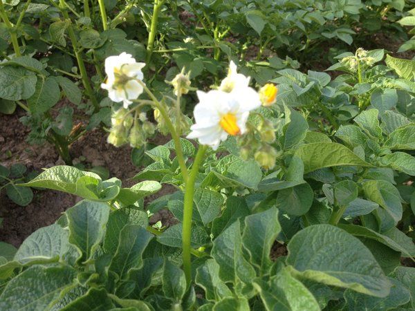 Life hacks from experienced farmers: why pick flowers from potatoes and what does it give?