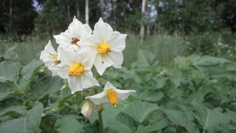 Life hacks from experienced farmers: why pick flowers from potatoes and what does it give?