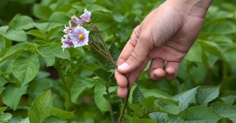 Life hacks from experienced farmers: why pick flowers from potatoes and what does it give?