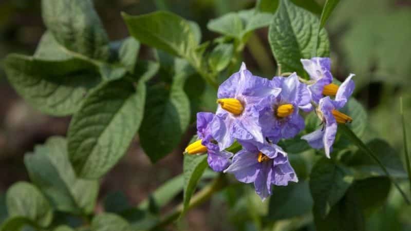 Life hacks from experienced farmers: why pick flowers from potatoes and what does it give?