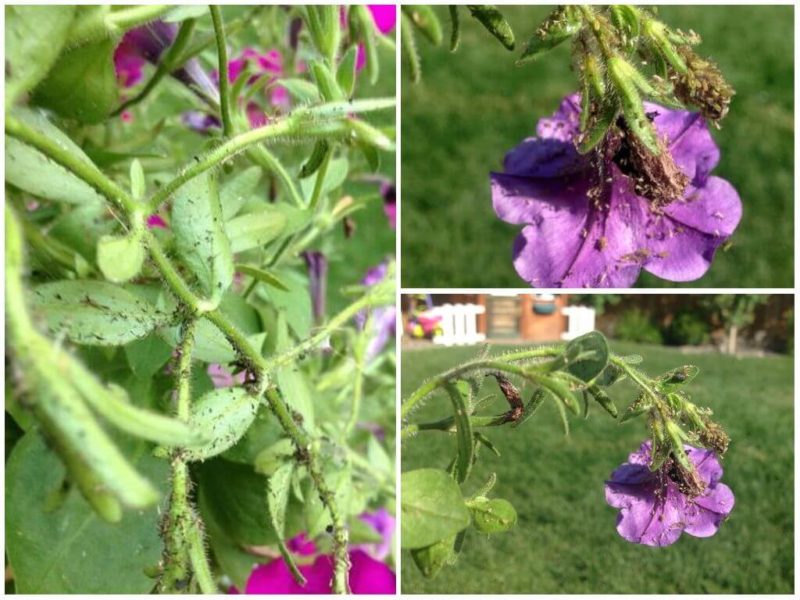 Growing and care of ampelous petunia: pinching for gorgeous lush flowering