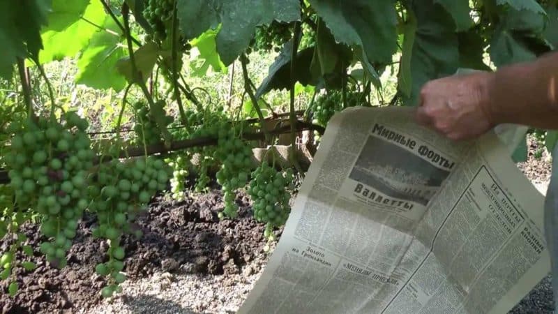 How to properly care for grapes in July: what to do, tips for beginning winegrowers