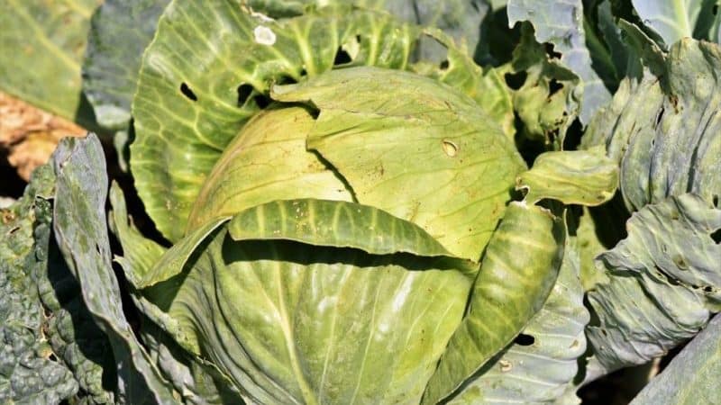 Why cabbage leaves turn yellow and what to do about it