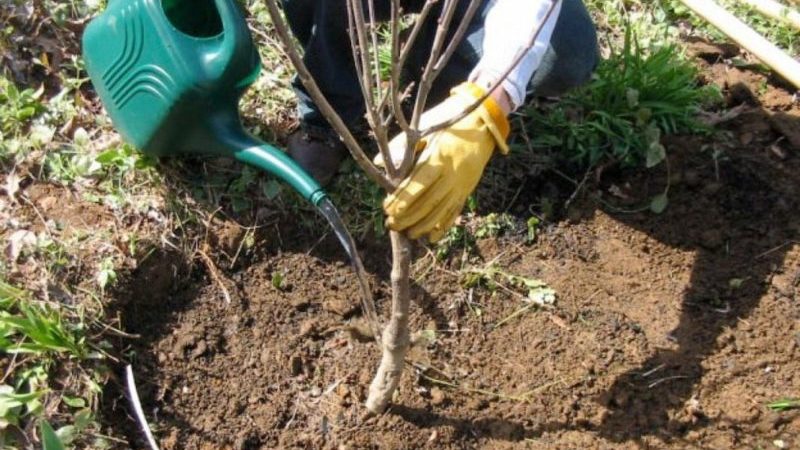 Instructions for transplanting cherries to another place in the summer for beginner gardeners