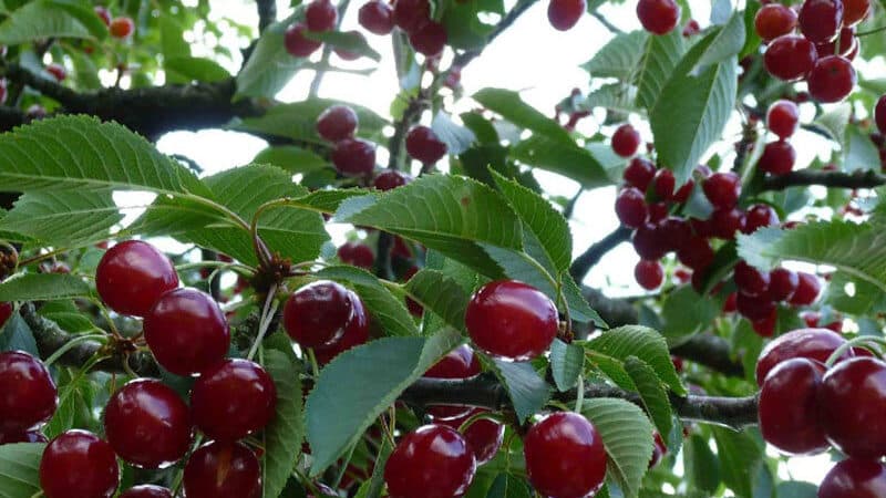Instructions for transplanting cherries to another place in the summer for beginner gardeners