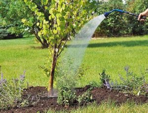 How to plant an apricot from a seed at home