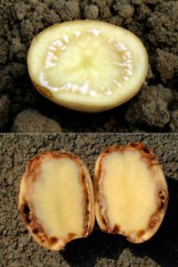 Reasons for tops drying out and whether potatoes grow after this