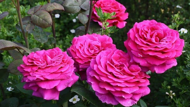 How to grow purple roses and which varieties to choose