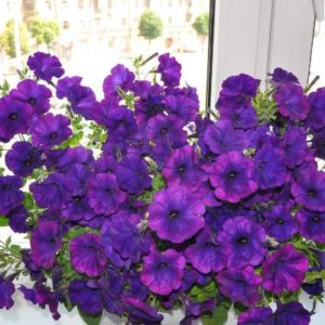 Review of popular varieties of petunia from the Opera series and their characteristics
