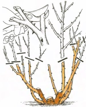 Instructions for beginner gardeners: how to prune roses after flowering in the summer so that they bloom again