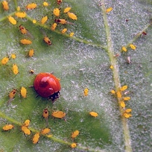 How dangerous are aphids on gooseberries and how to effectively fight them