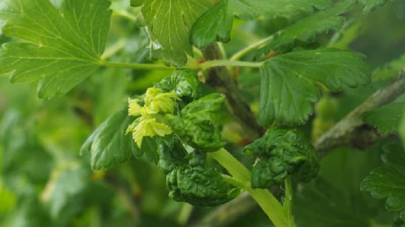 How dangerous are aphids on gooseberries and how to effectively fight them