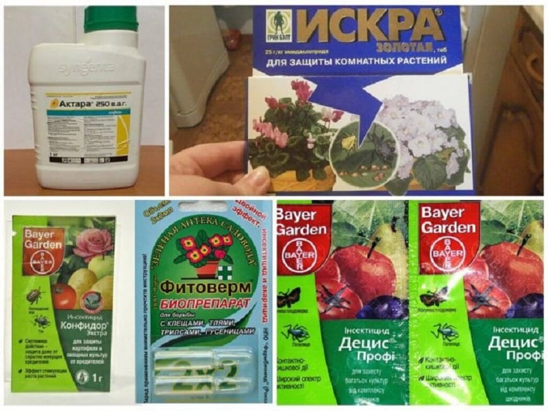 How dangerous are aphids on gooseberries and how to effectively fight them