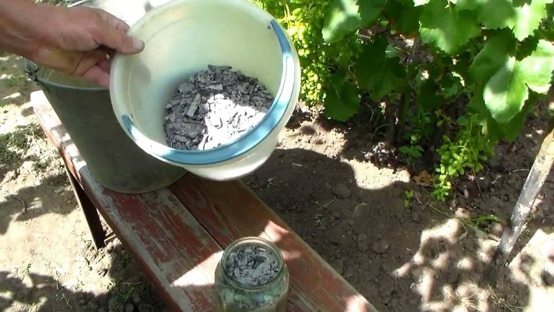 Necessary feeding of grapes in summer and rules for its application
