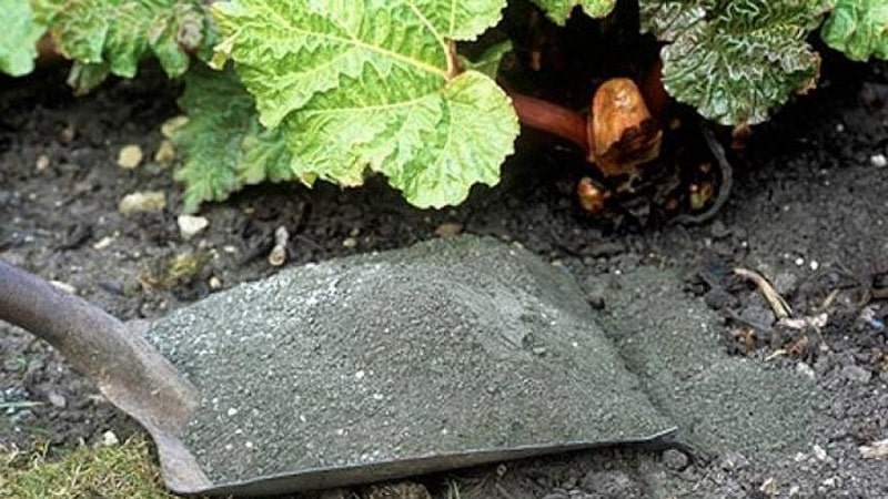 The benefits of fertilizing grapes with ash in summer and how to apply it correctly