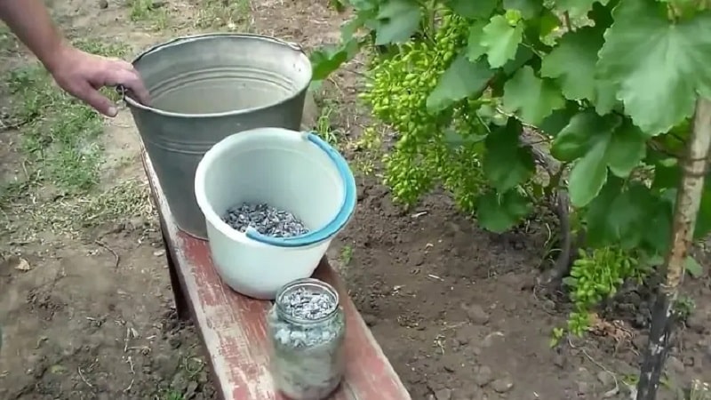 Necessary feeding of grapes in summer and rules for its application