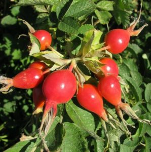 When and how to propagate rose hips by cuttings in the summer correctly