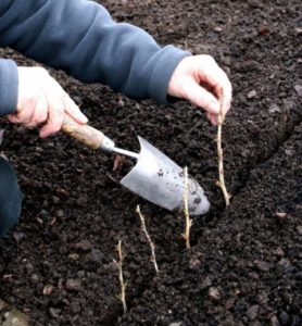 How to carry out pear cuttings in summer: step-by-step instructions and useful tips
