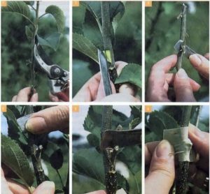 What is good about the August dew pear and why it is worth growing