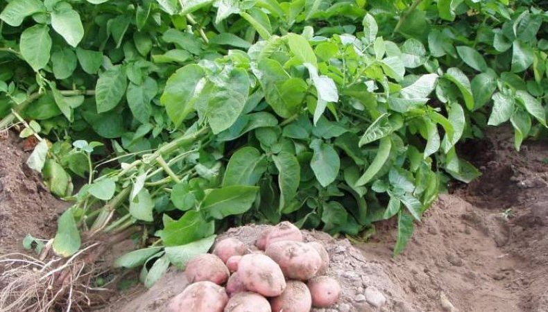 Reasons for tops drying out and whether potatoes grow after this