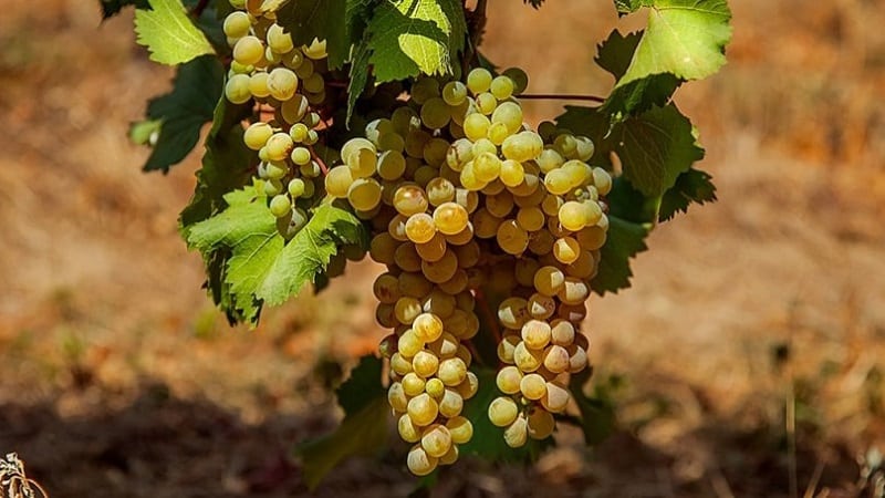 What are technical grape varieties and which ones are the best?