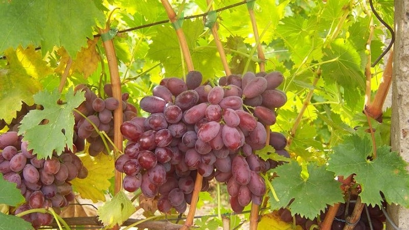What are technical grape varieties and which ones are the best?