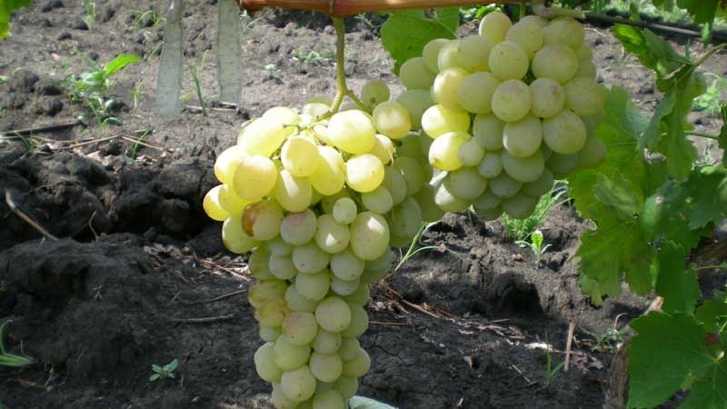 What are technical grape varieties and which ones are the best?