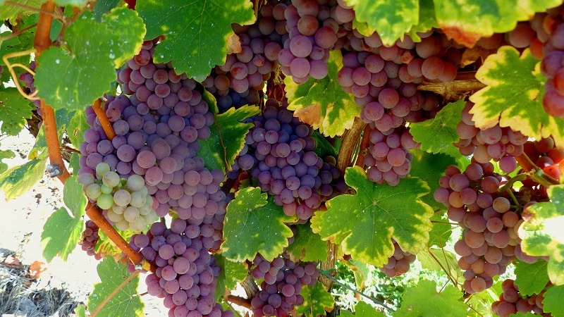 What are technical grape varieties and which ones are the best?