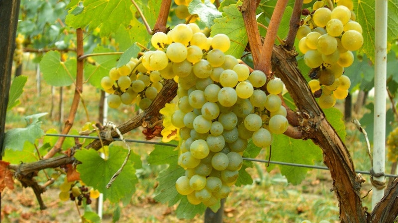 Can a young mother eat grapes while breastfeeding?