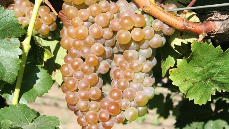What are technical grape varieties and which ones are the best?