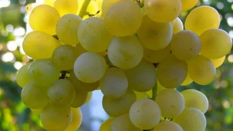 What are technical grape varieties and which ones are the best?