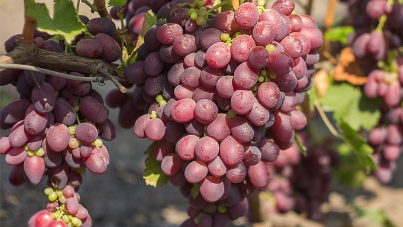 What are technical grape varieties and which ones are the best?