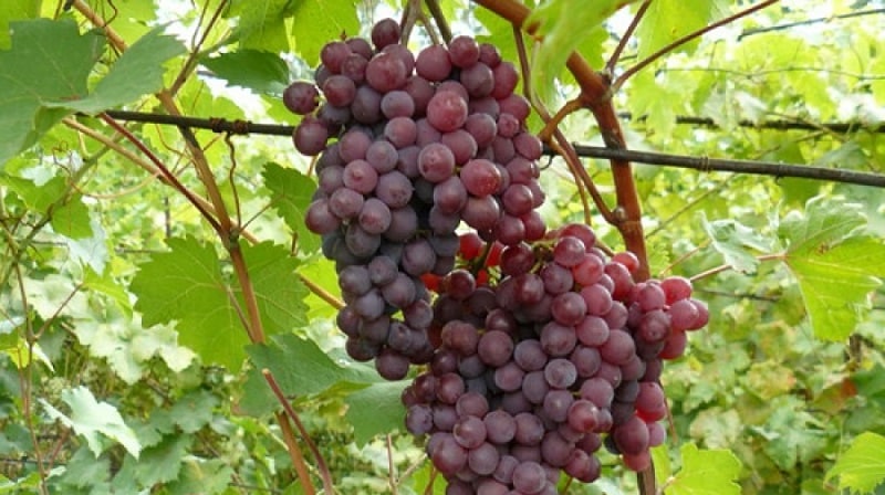What are technical grape varieties and which ones are the best?