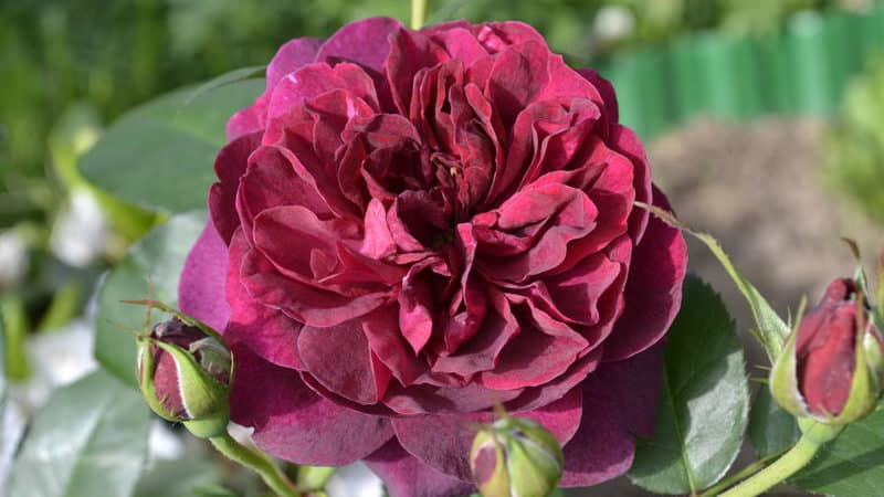 How to grow purple roses and which varieties to choose