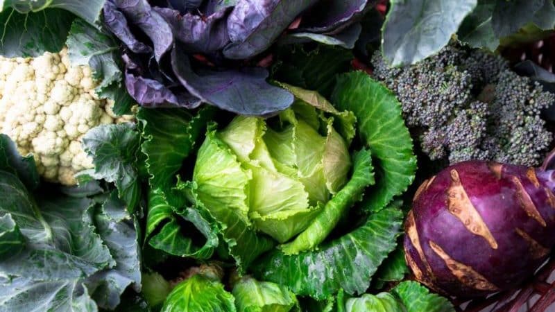 Let's find out whether there is starch in cabbage and what are the benefits and harms of starchy vegetables