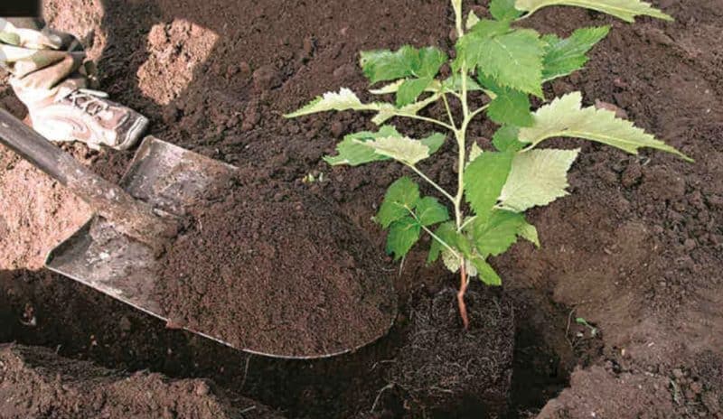Replanting raspberries in the spring to a new place