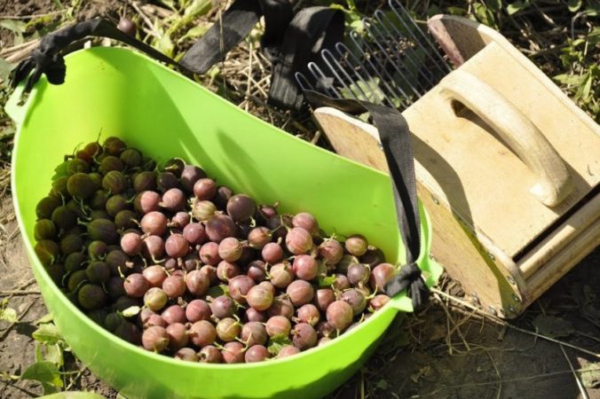 When do gooseberries ripen and how to determine the degree of its ripeness