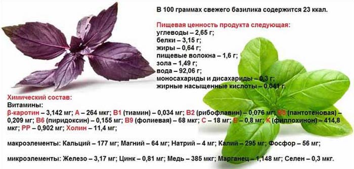 The difference between green and purple basil: benefits and harms, properties, applications