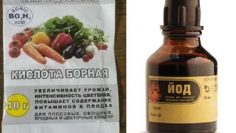 Instructions for treating tomatoes against late blight with iodine and boric acid: we fight the disease quickly and effectively