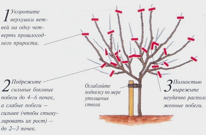 Step-by-step instructions for pruning apple trees in spring for novice gardeners